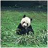 Panda ZOO w Chongqing